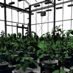 3D-modellering van planten nu inzetbaar voor innovaties