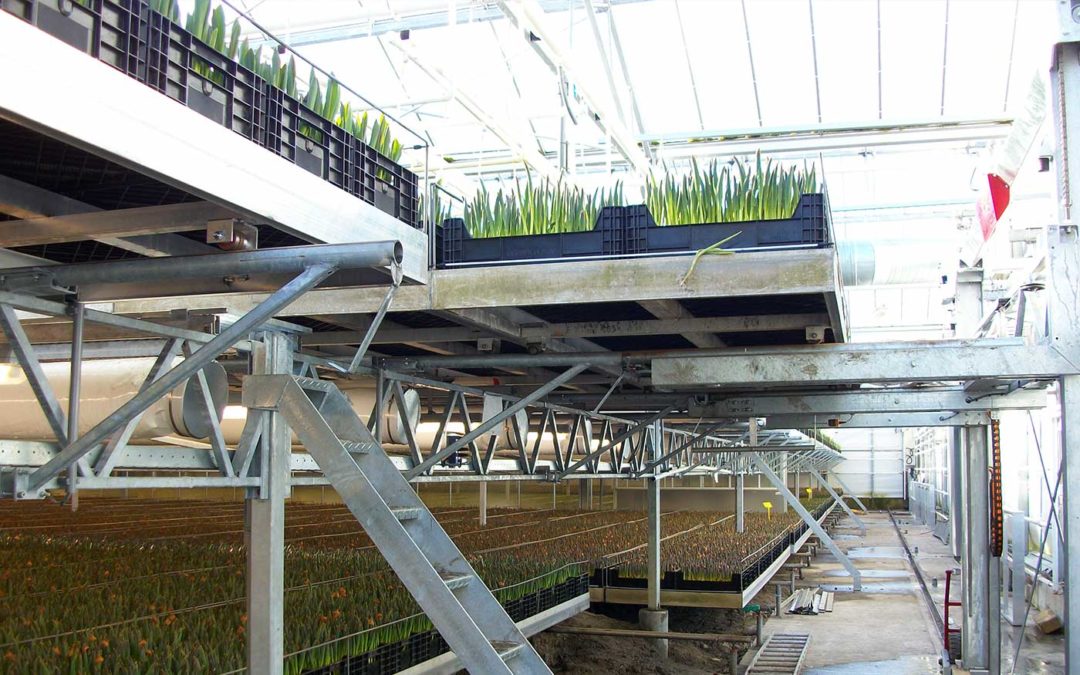 Energieverbruik in de broeierij van tulpen sterk gedaald