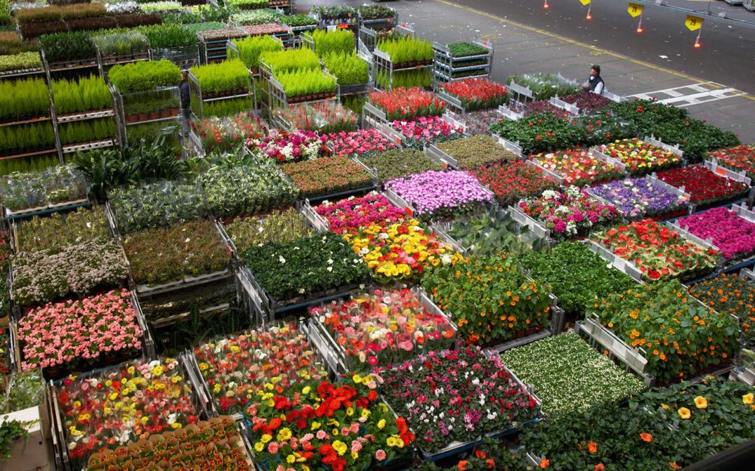 Brexit begint voor meeste tuinbouwproducten op 1 april pas echt