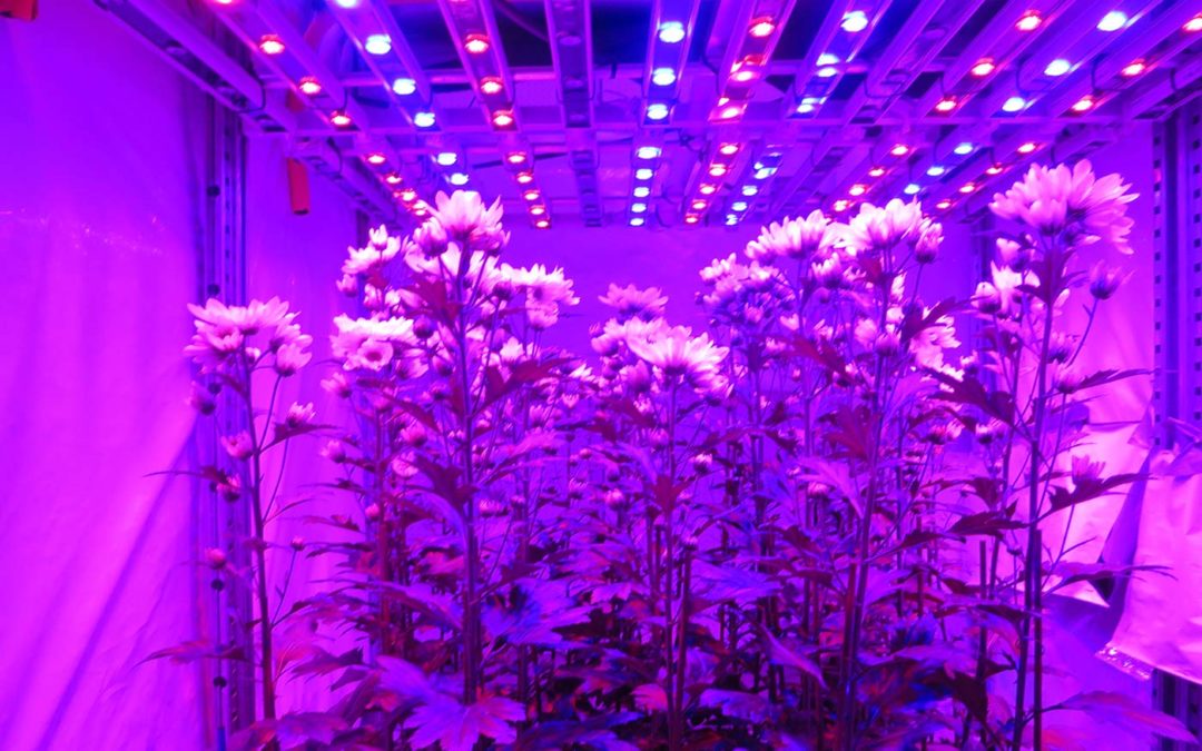 Chrysant een langere dag geven zonder bloei te remmen