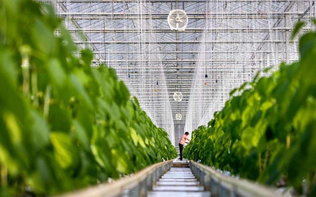 Nieuw: De nieuwe generatie Multifan Tuinbouwventilatoren