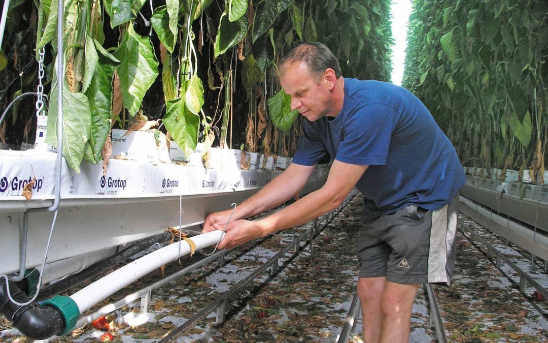 Bijbelichten in paprika: ‘Hybride systeem kansrijker dan LED’
