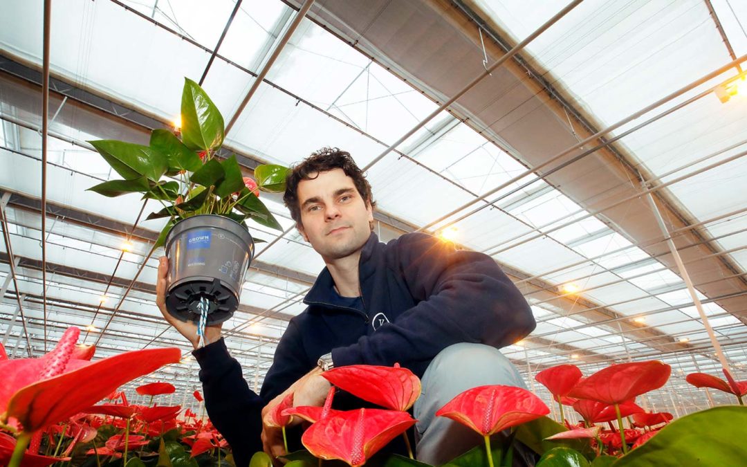 ‘Hier schijnt de zon nooit direct op de plant en zo hoort het’