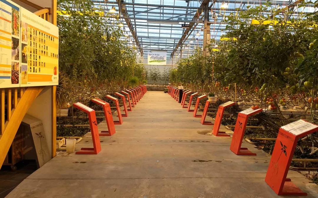 Praktijkproef voor data gedreven telen in kas Tomatoworld
