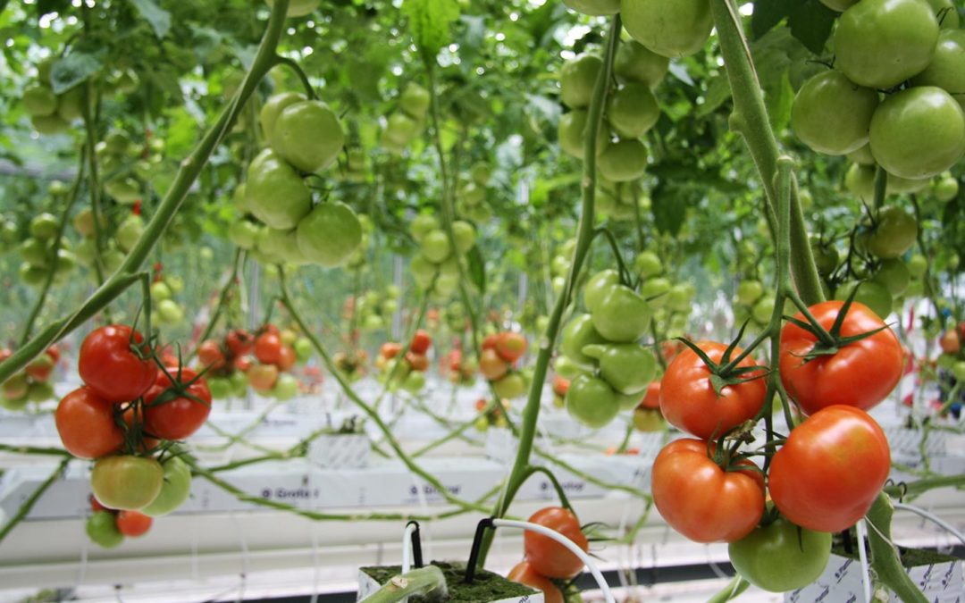 Vruchten groeien ’s nachts en dat weten we al lang