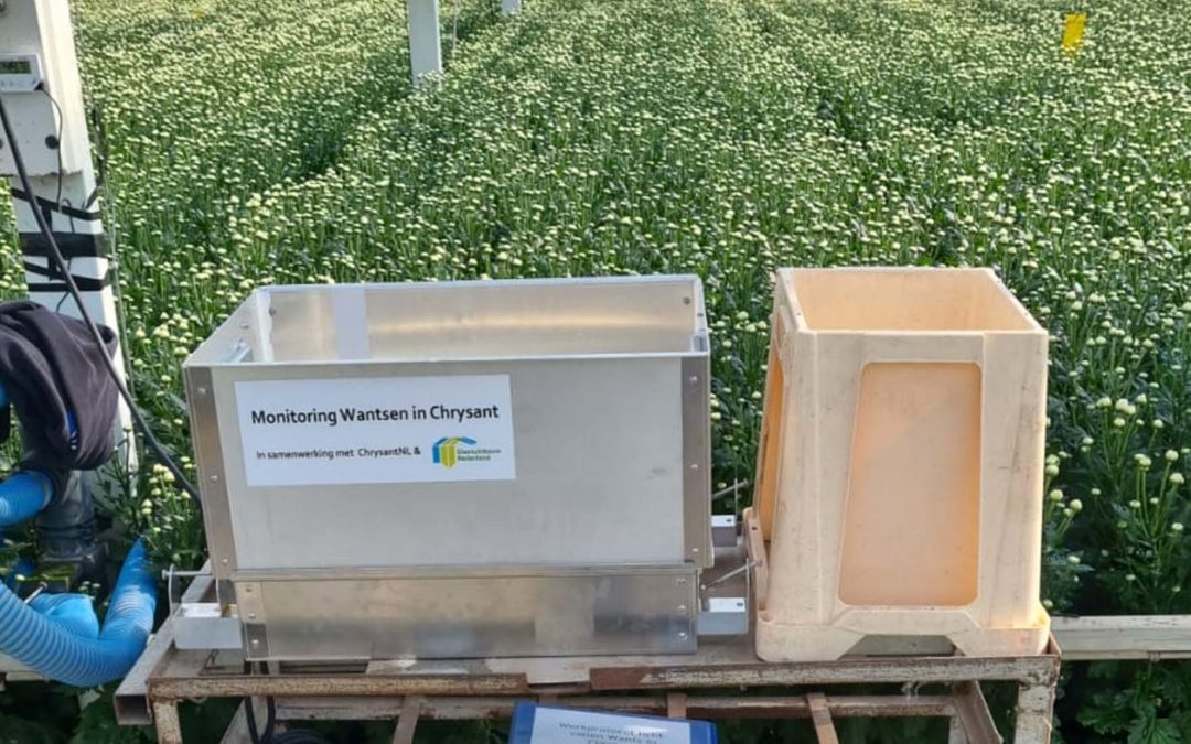 Schade wantsen beperken door gebruik lichtval in chrysant