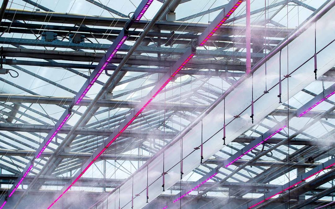 ‘Bij een hoog vermogen jonge planten niet maximaal belichten’