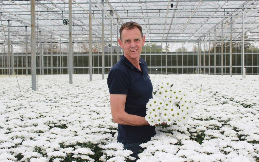 ‘Troschrysant met perfect, witte bloemen en groener bloemhart’