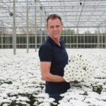 ‘Troschrysant met perfect, witte bloemen en groener bloemhart’