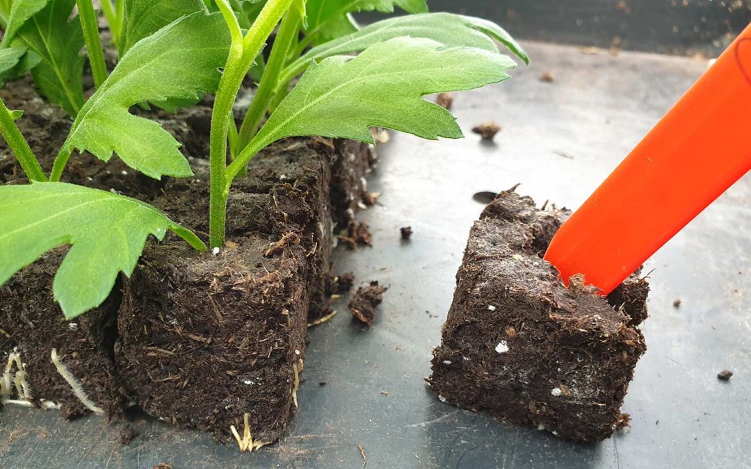 Onderzoek naar effect biostimulanten en biopesticiden