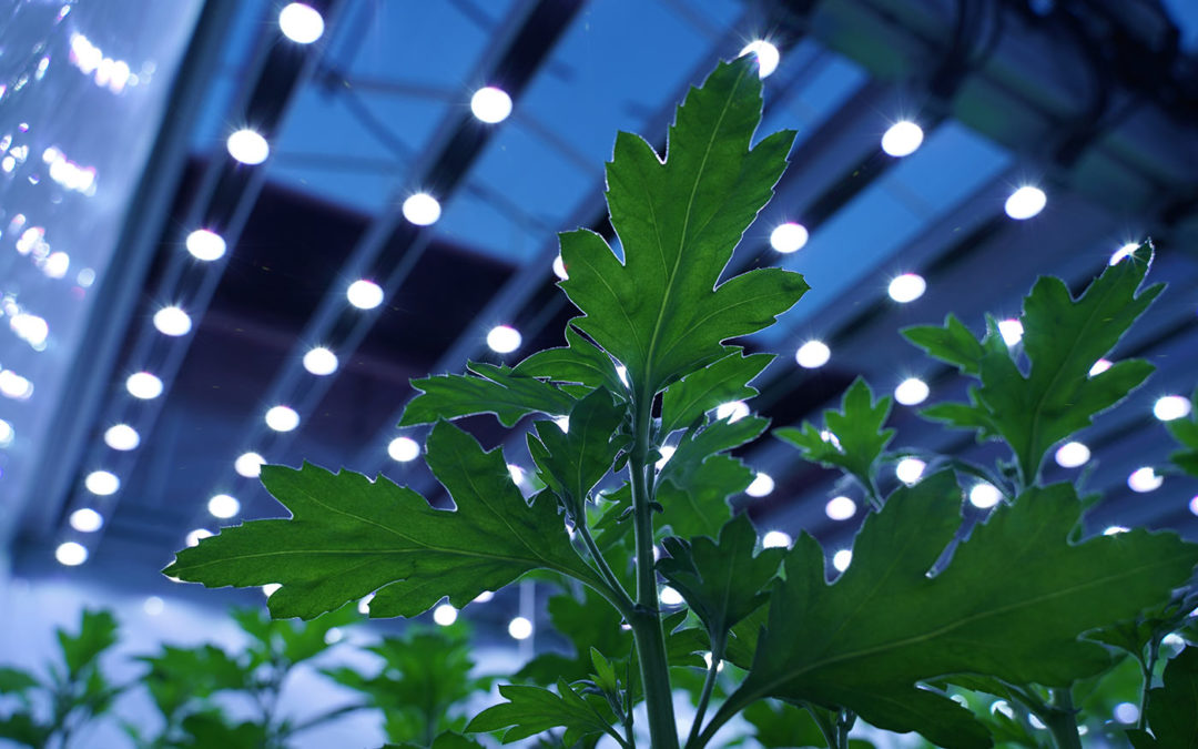 Spectrumproeven met dynamische LED-belichting chrysant