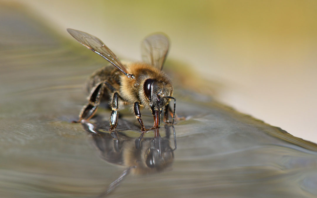 Insecten kunnen ziekten opsporen aan de hand van hun geur