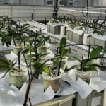 Nieuw onderzoek naar natriumgevoeligheid potorchidee