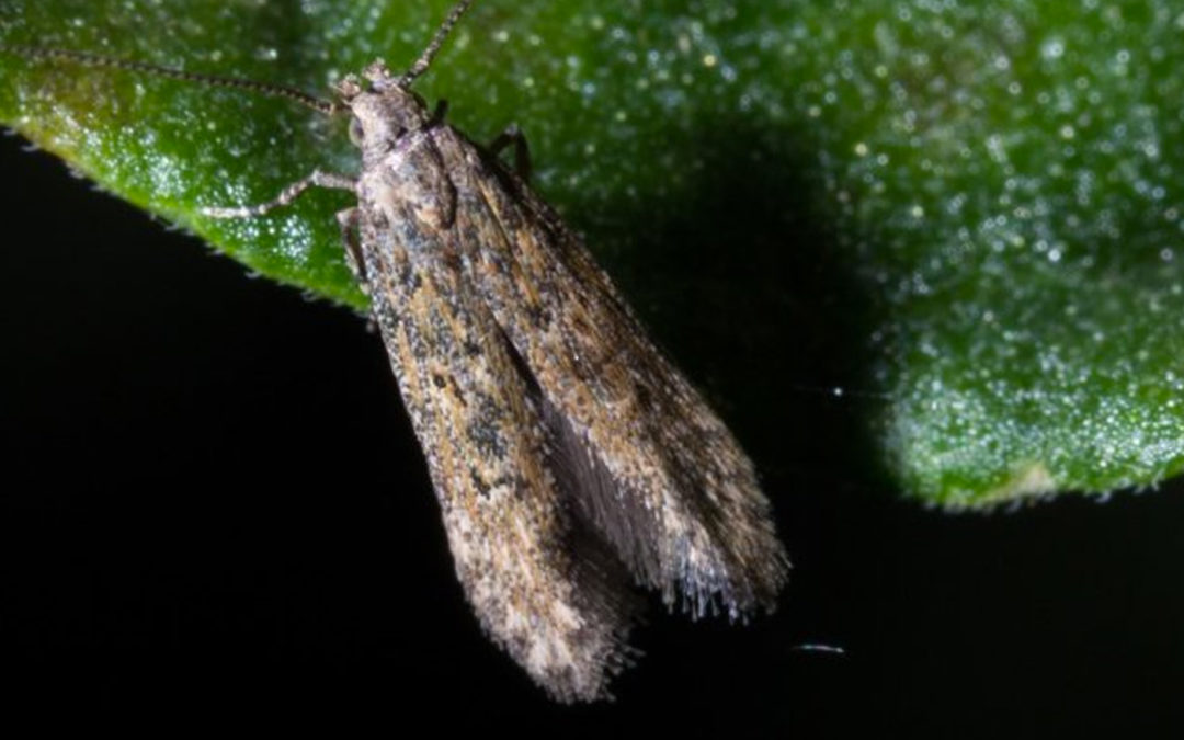 ‘Moordsnelheid’ bepaalt effectiviteit biologische bestrijders