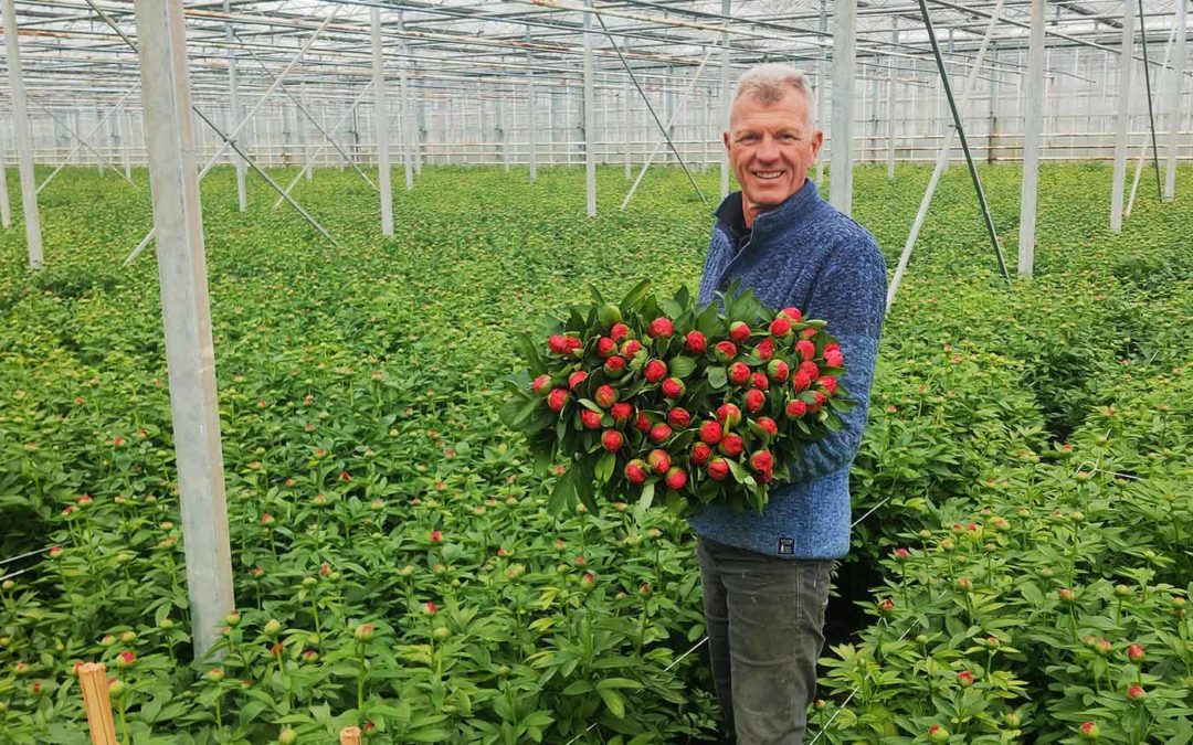 ‘De pioenroos wordt voor de klok nog veel te groen gesneden’