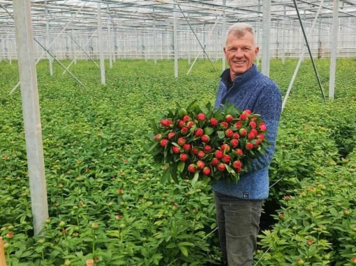 ‘De pioenroos wordt voor de klok nog veel te groen gesneden’