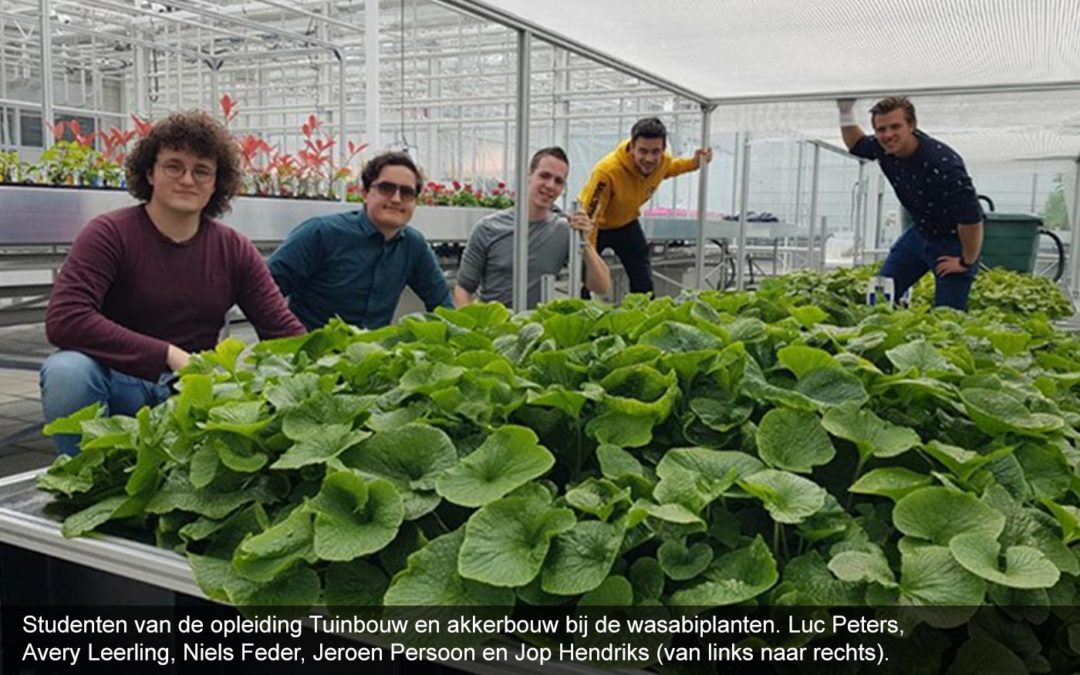 Proef met wasabi op water tijdens tuinbouw studieproject