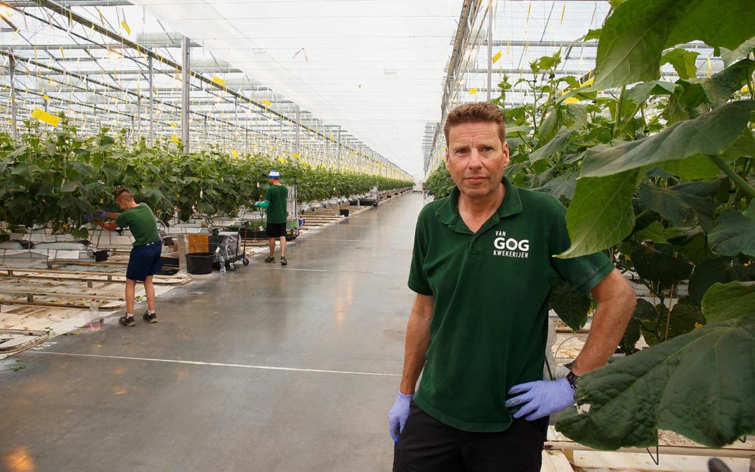 ‘Preventieve aanpak heeft goed uitgepakt in bestrijding Pythium’