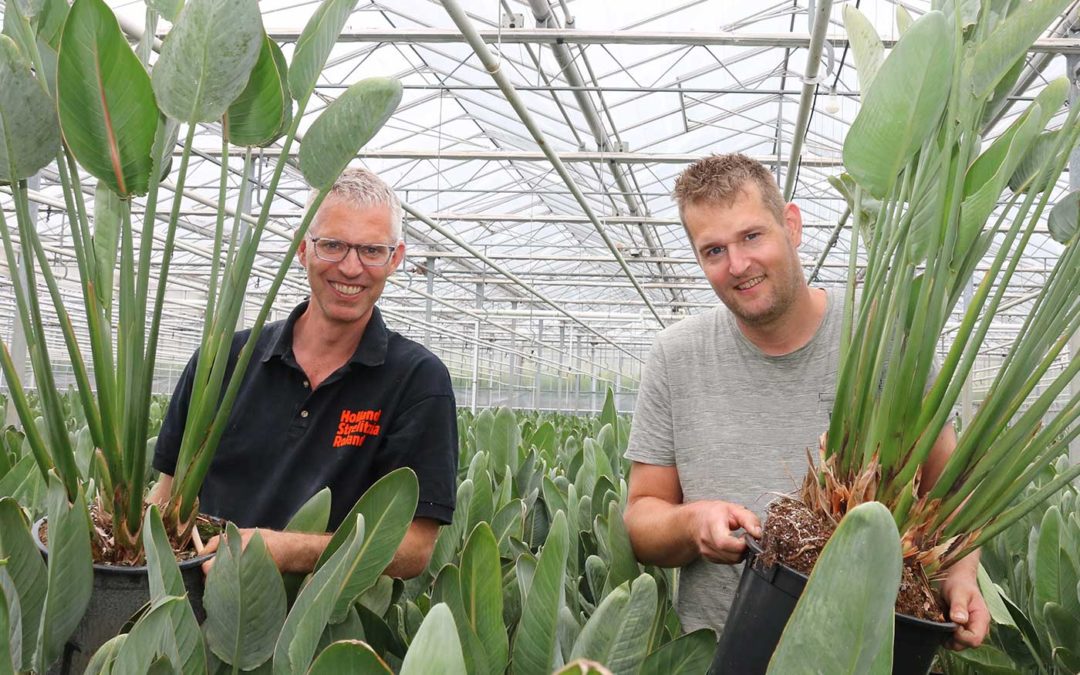 Goede basiskwaliteit bepalend voor succes van onze strelitzia’s