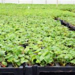 Wilgenbastextract versterkt weerbaarheid trayplanten tegen Phytophthora