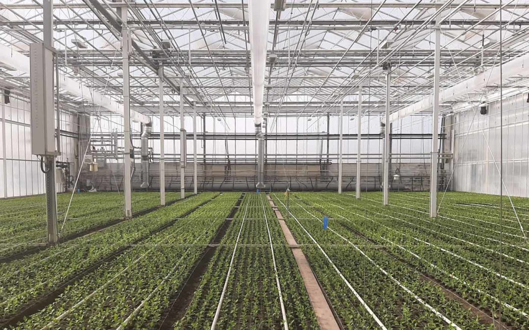Nieuwe full LED-lichtinstallatie en hogere plantdichtheden