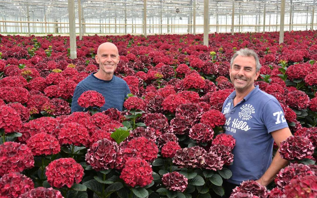 Zeestraten kiest voor hortensia in meest duurzame vorm