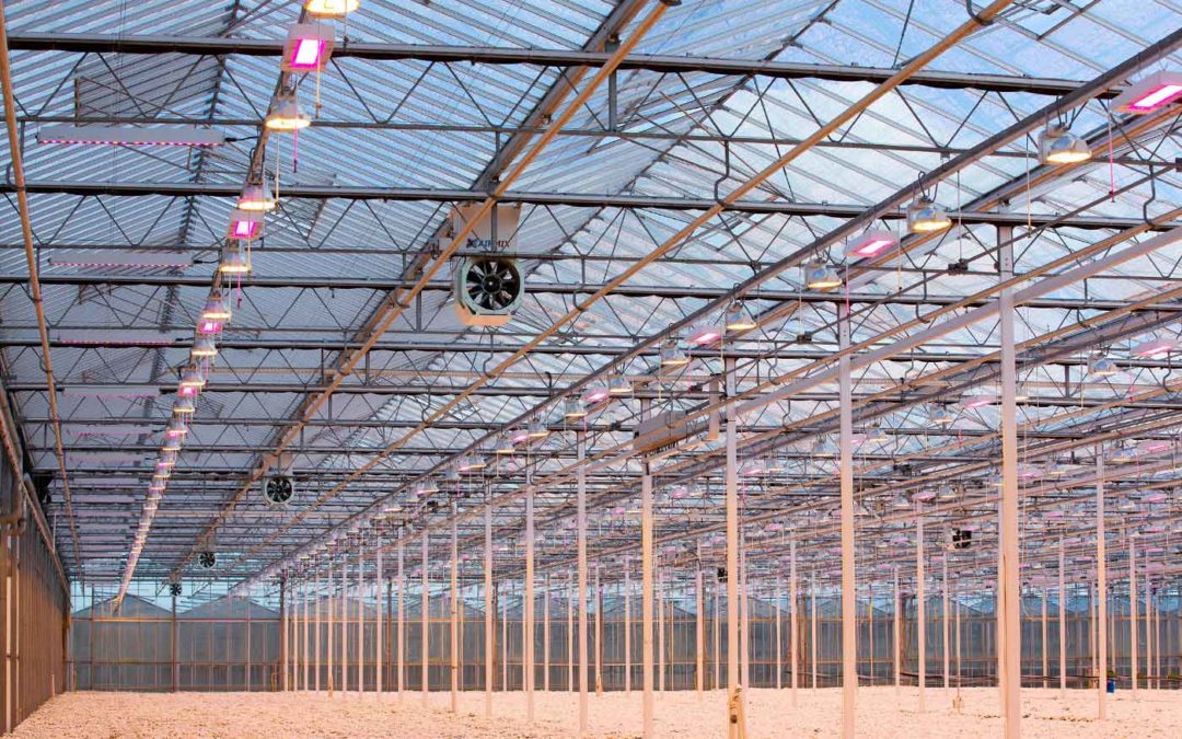 ‘Tijd rijp voor praktijkproeven met full-LED bij chrysant’