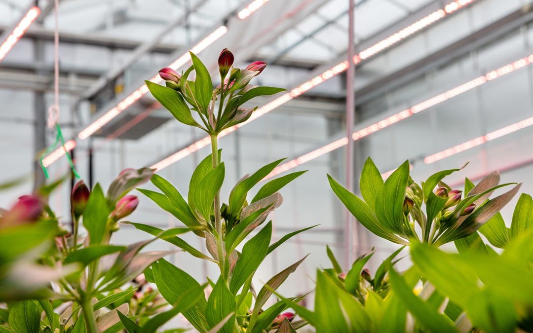 Substraatkoeling belangrijk in fossielvrije alstroemeriateelt