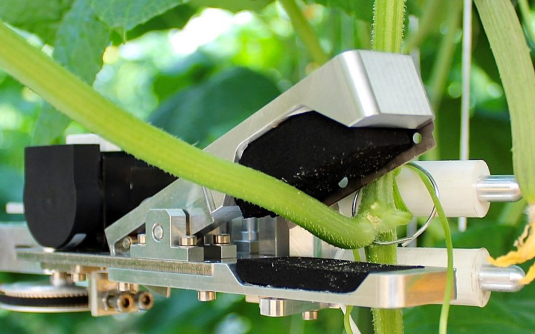 Nieuwe bladkniprobot voor hogedraadteelt komkommers