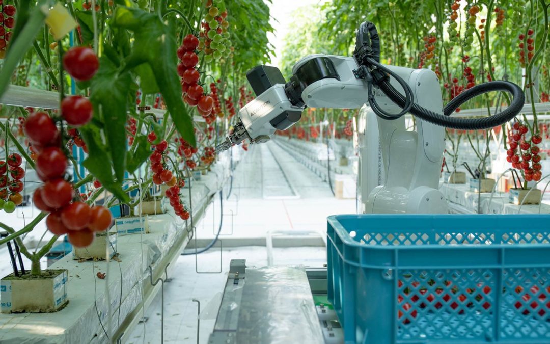 Nieuwe multifunctionele robot oogst zelfstandig tomaten