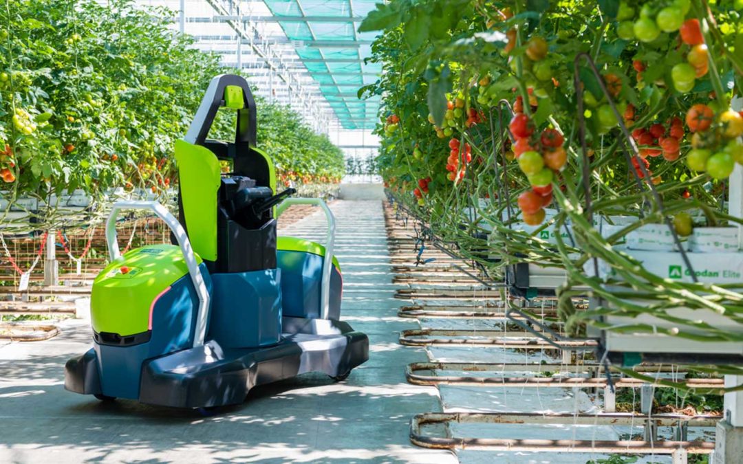 Eerste volautomatische bladsnijrobot voor tomaat op de markt