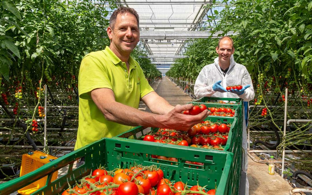 Steeds meer biologie in tomatenteelt bij Emsland Gemüse