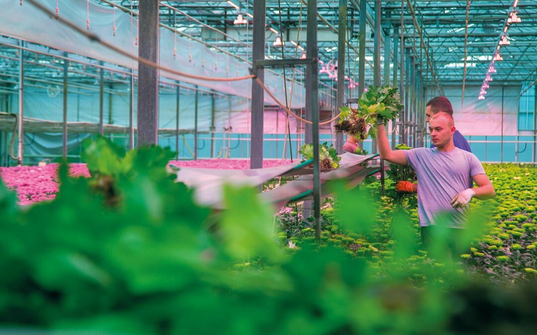 ‘Onderschat grote consequenties van minder belichten niet’