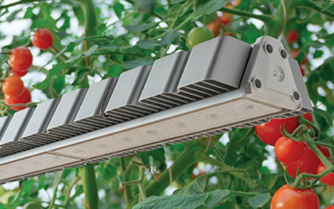 Maximale productiviteit en winst met nieuwe generatie belichting