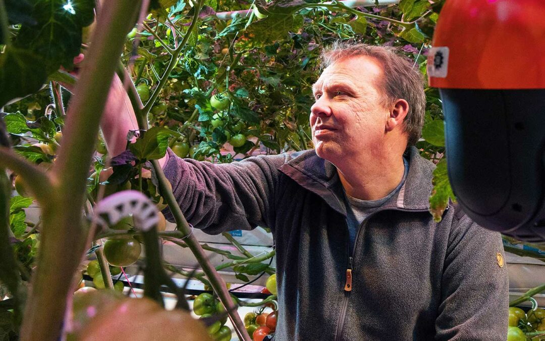‘Opbrengsten van 120 kg tomaten per m2 gaan we vaker zien’
