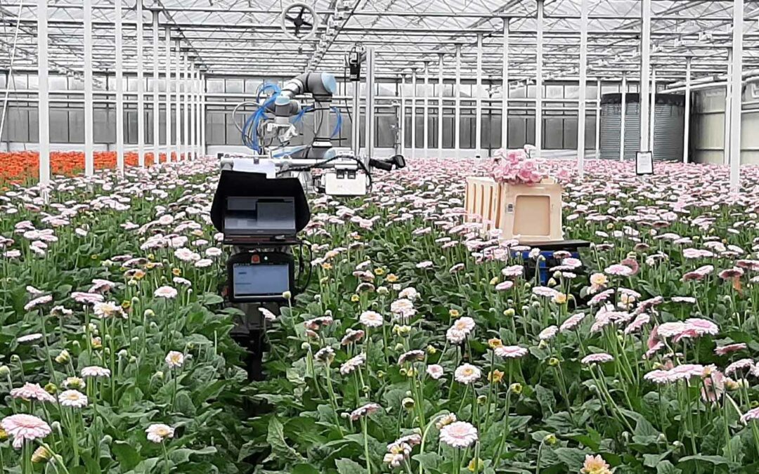 Oogstrobot voor gerbera met accent op robotgrijper