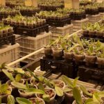 Hoe gevoelig is phalaenopsis voor natrium?