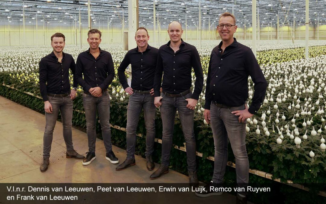 Drie chrysantentelers fuseren en gaan verder als één bedrijf