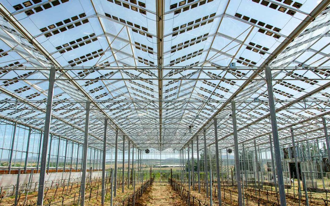 Proef met transparante zonnepanelen boven drie siergewassen