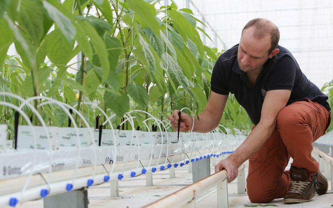 Leeft de plant wel van het druppelwater?