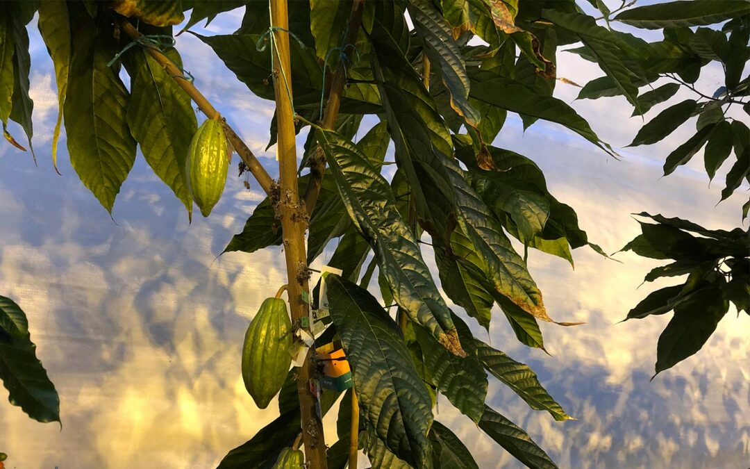 Proef met exotische cacaobomen, zoektocht naar duurzame teelt