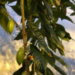 Proef met exotische cacaobomen, zoektocht naar duurzame teelt