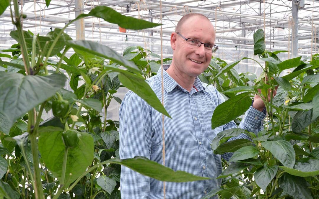 Groene perzikluis in paprika lijkt een hoofdpijndossier te worden