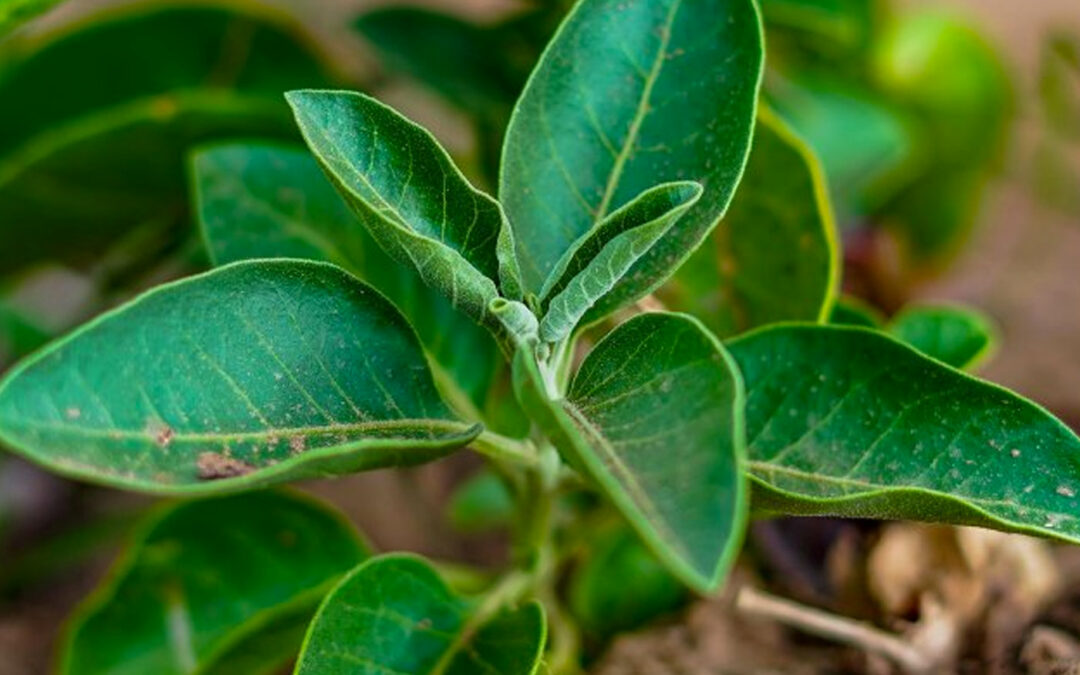 WUR-onderzoek naar stress bij planten krijgt Vici-beurs