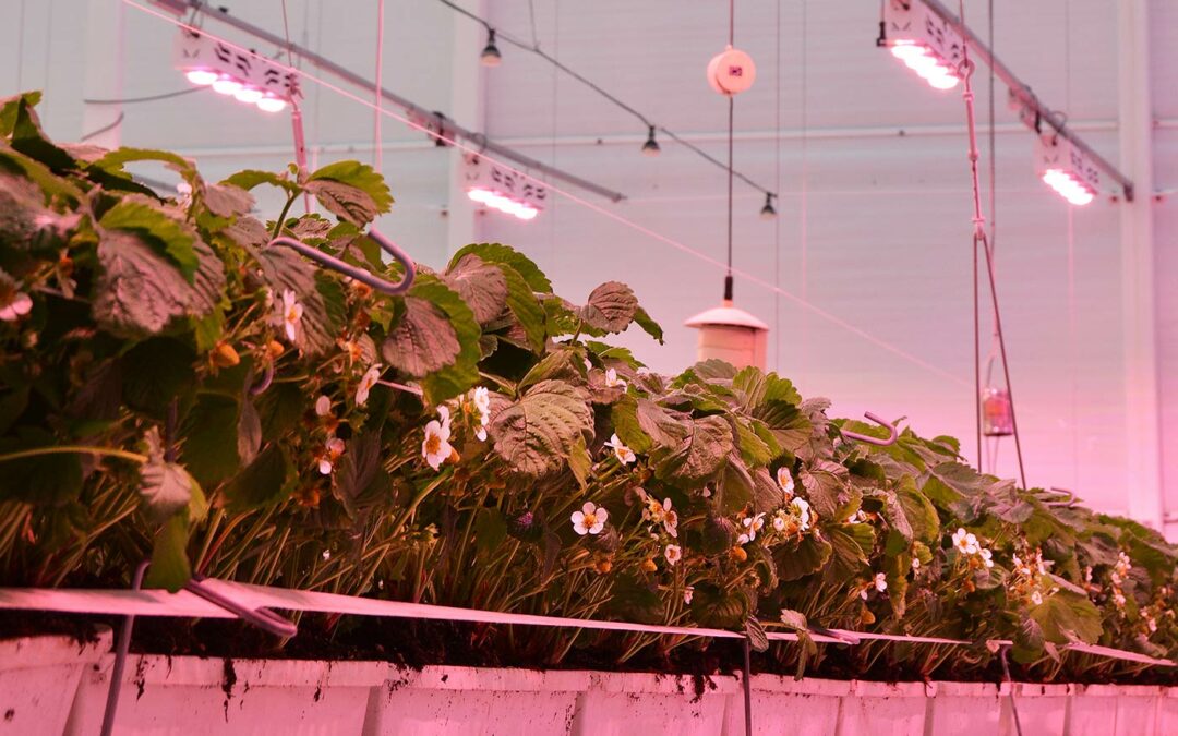 Langere, mooi gestrekte takken door enig blauw en groen