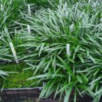 Duurzaam opkweek- en teeltsysteem voor amaryllis