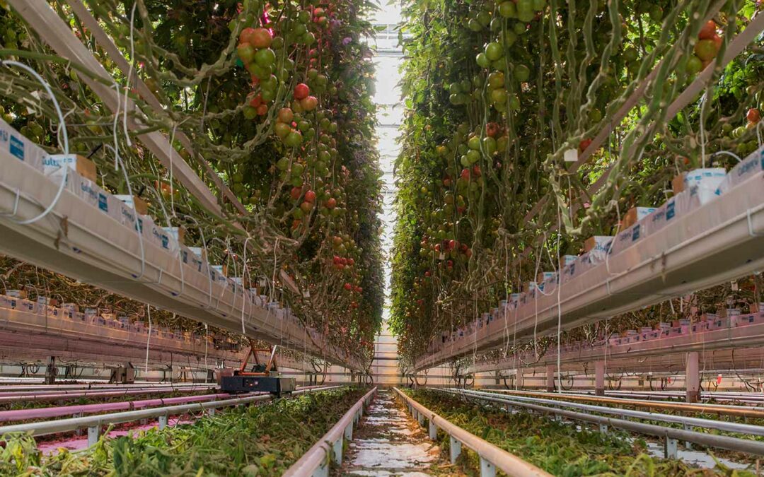 ‘Actie nodig om schimmelproblemen in tomaat te voorkomen’