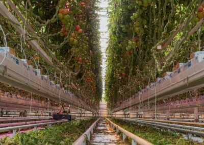 ‘Actie nodig om schimmelproblemen in tomaat te voorkomen’