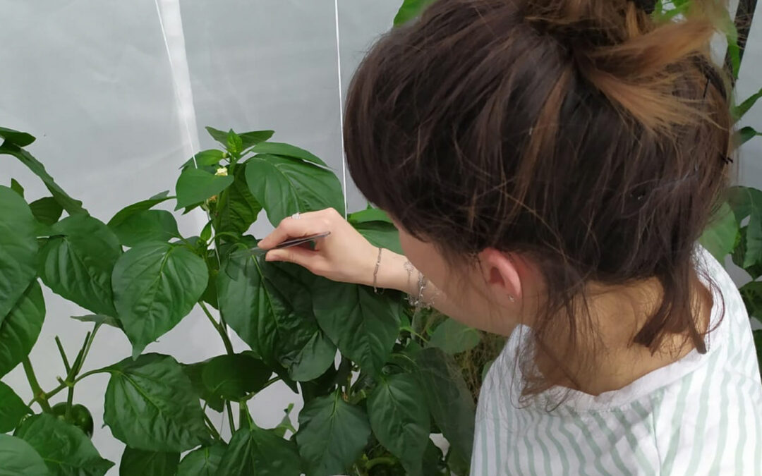 Zoektocht naar nieuwe biologische bestrijders luis in paprika