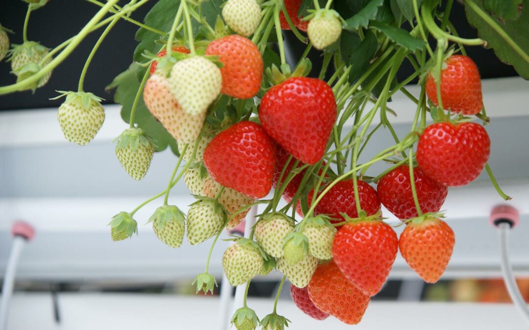 Afstemming tussen verwarmen, schermen, ventileren en CO2